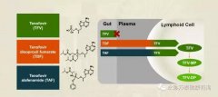 替诺福韦艾拉酚胺(TAF)III期研究结果揭示：96周无耐药，病毒抑制强